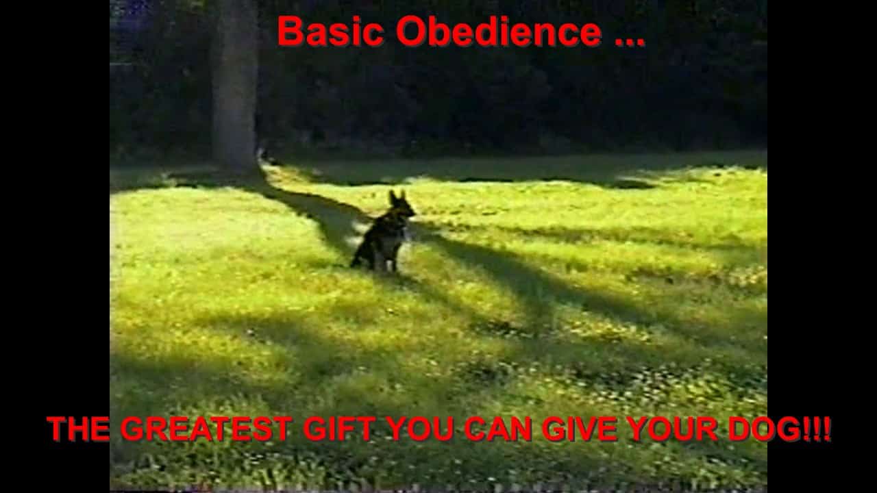 Basic Obedience with German Shepherd Puppy