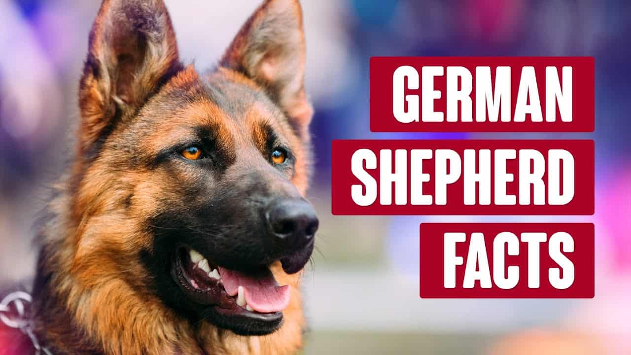 German Shepherd - Everything You Need to Know