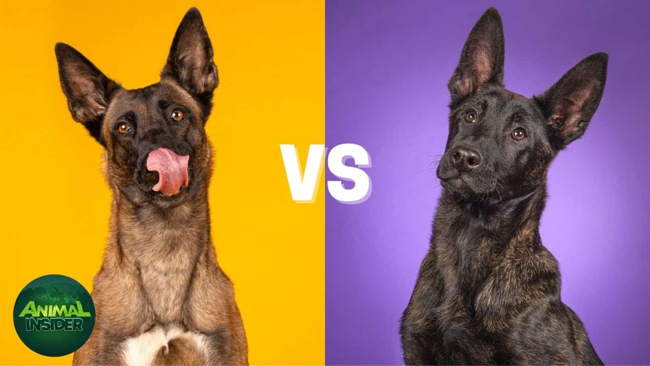 Belgian Malinois vs Dutch Shepherd - Which one is right for You?