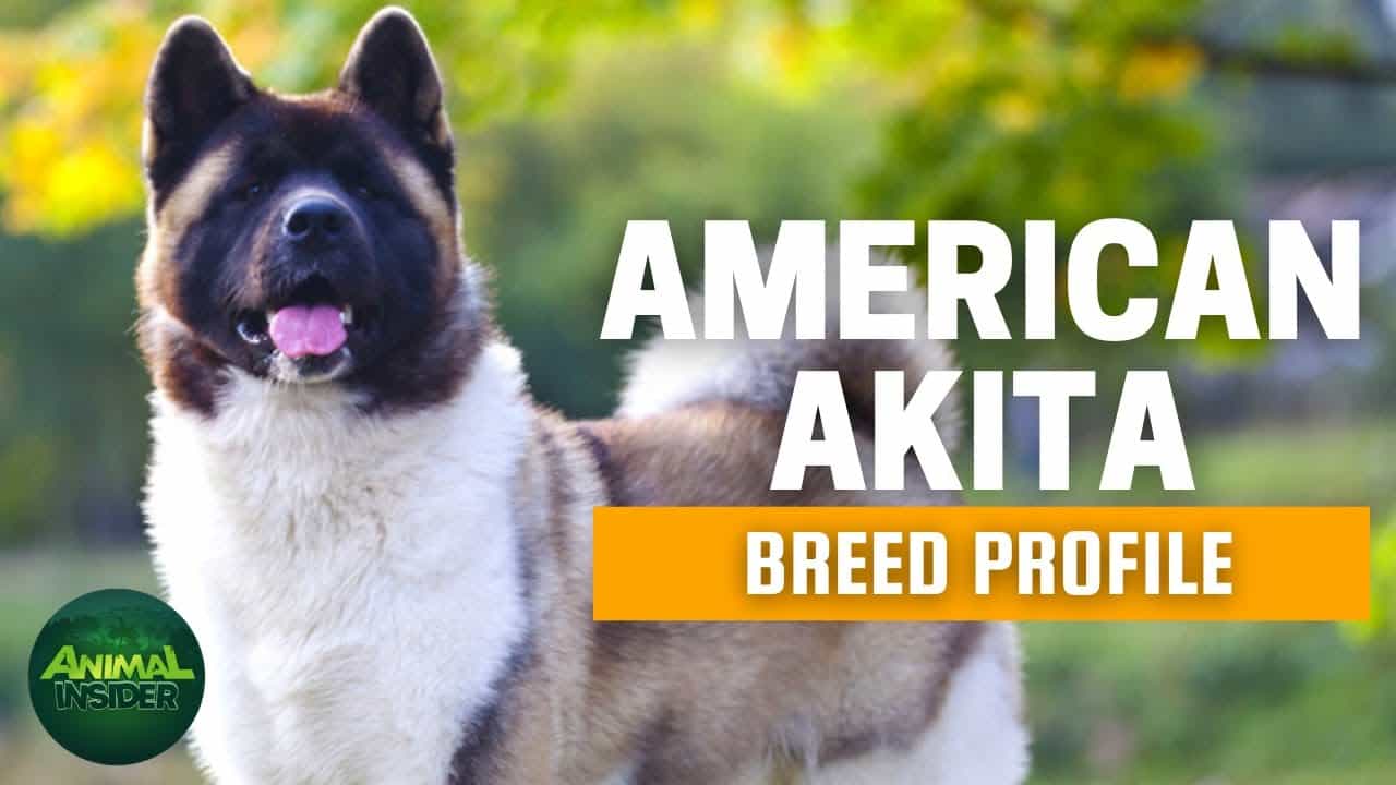 American Akita Dogs 101