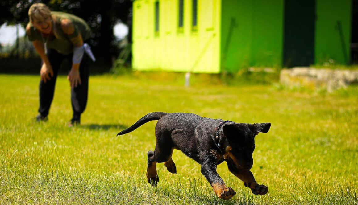 Puppy Training & Adult Dog Training - Get Obediene Training at Toronto K9 Center - TorontoK9Center.com