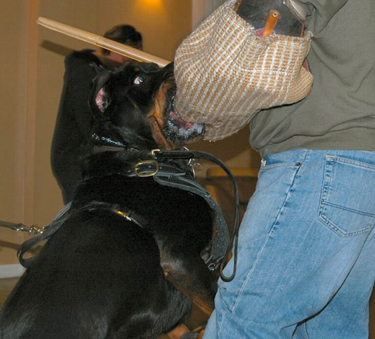 Dog participating in our Personal Protection training at TorontoK9Center.com