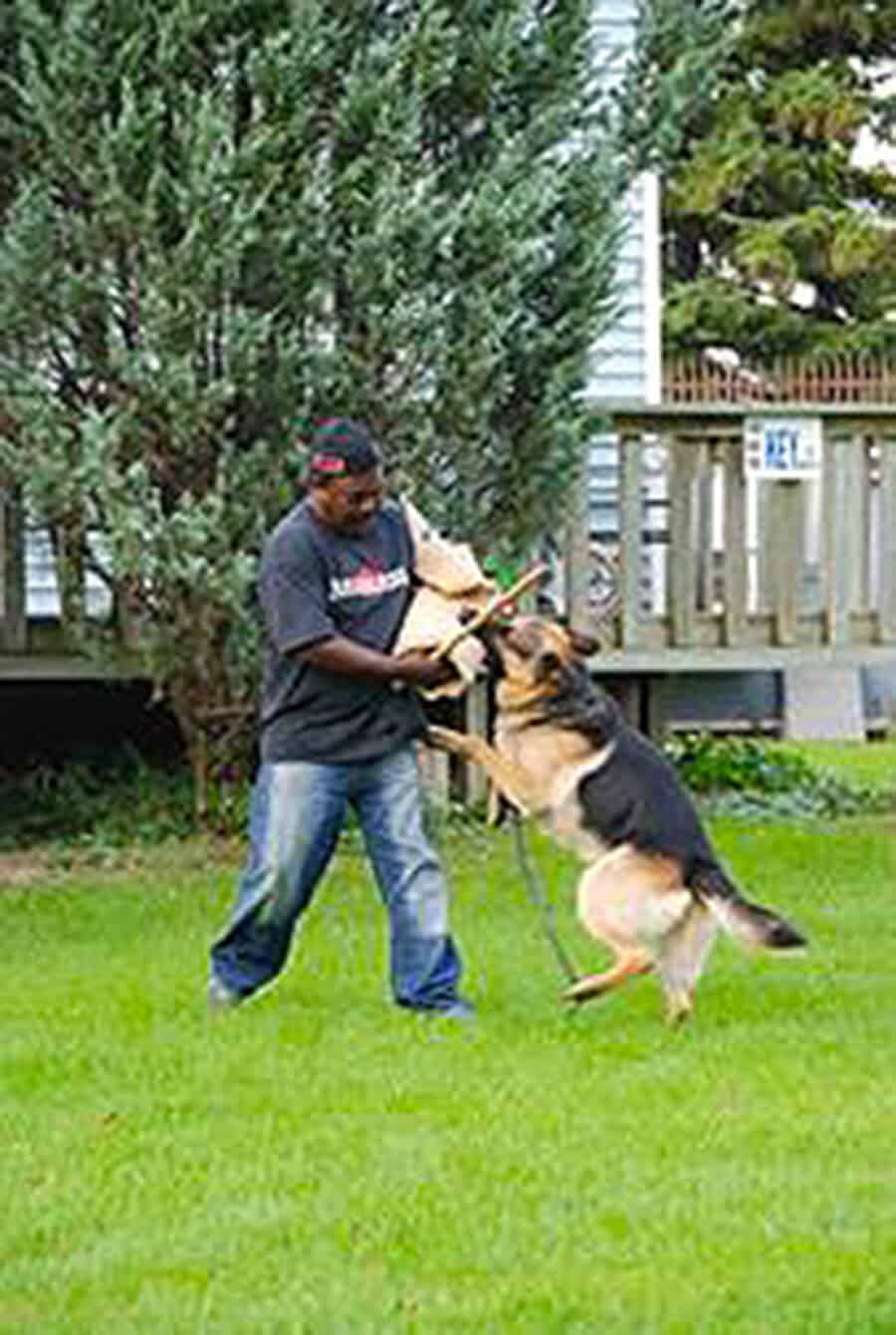 Roger Richards training a German Shepherd dog at TorontoK9Center.com