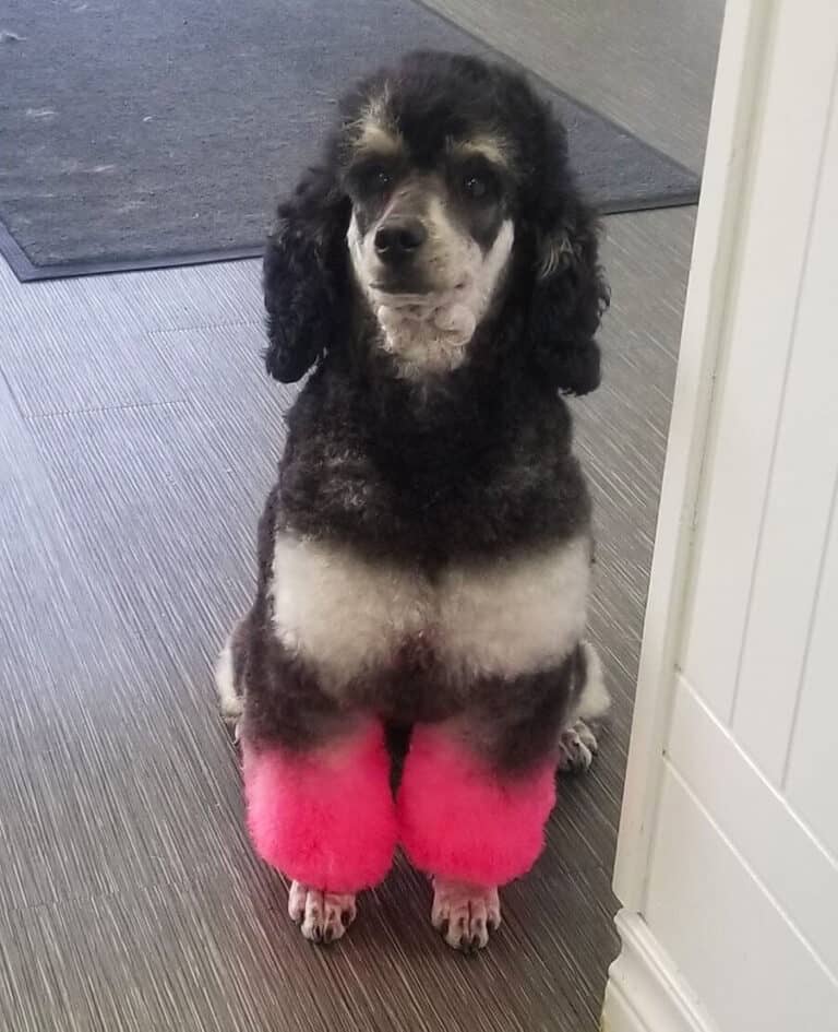 Dog Full Groomed with Pink Front Leg at Toronto K9 Center