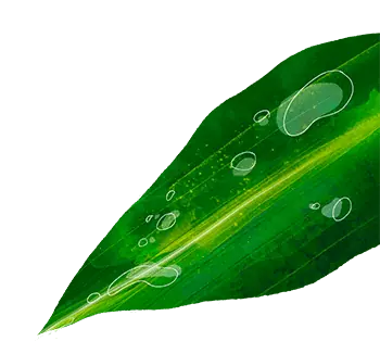Spa green leaf used by TorontoK9Center.com