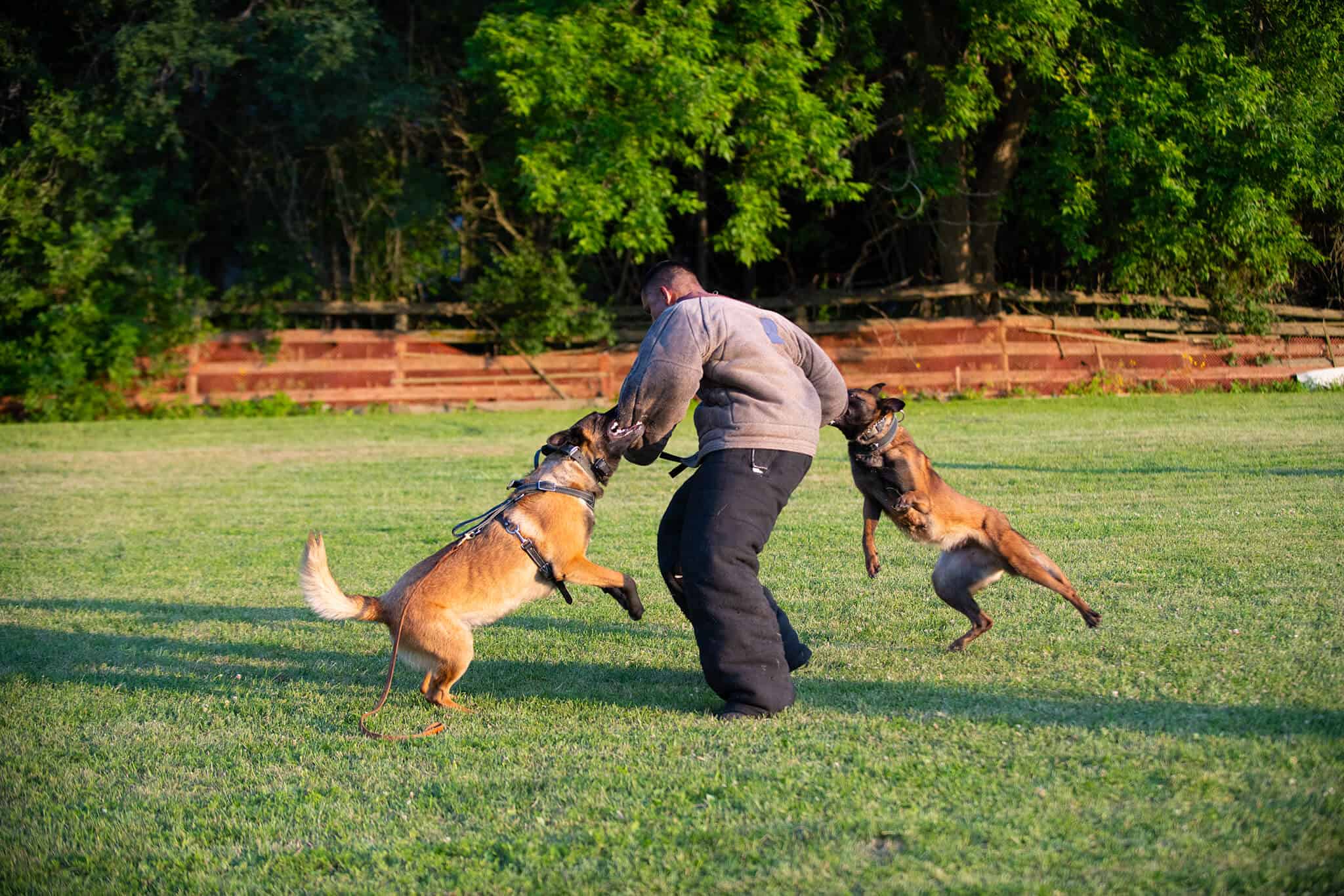 Toronto K9 Center Personal Protections Training