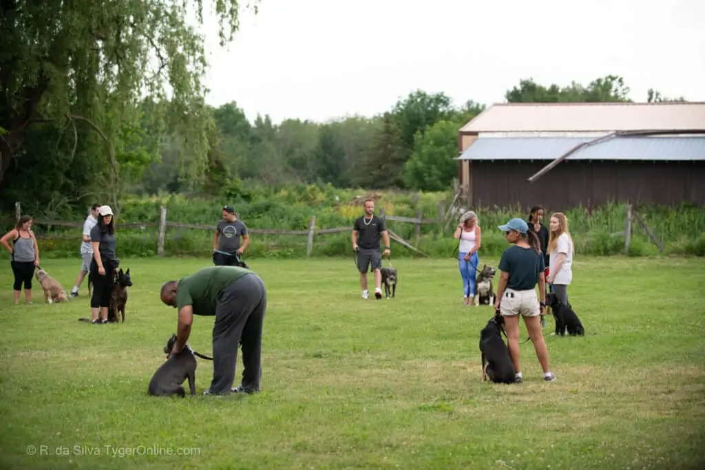 Toronto K9 Center Group Training Picture #5592