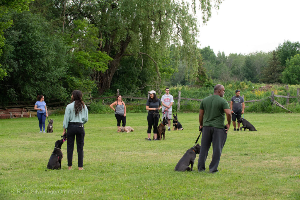 Toronto K9 Center Group Training Picture #5597