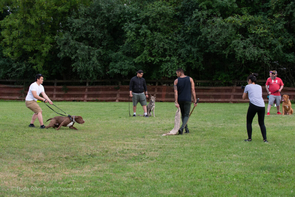 Toronto K9 Center Group Training Picture #5603