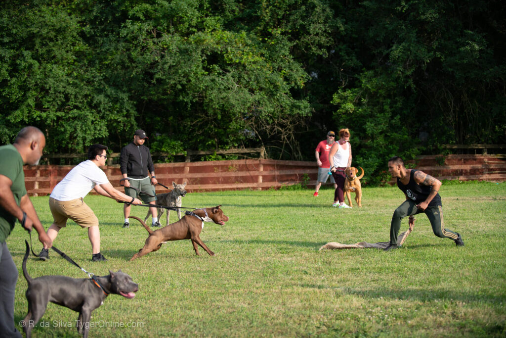 Toronto K9 Center Group Training Picture #5630