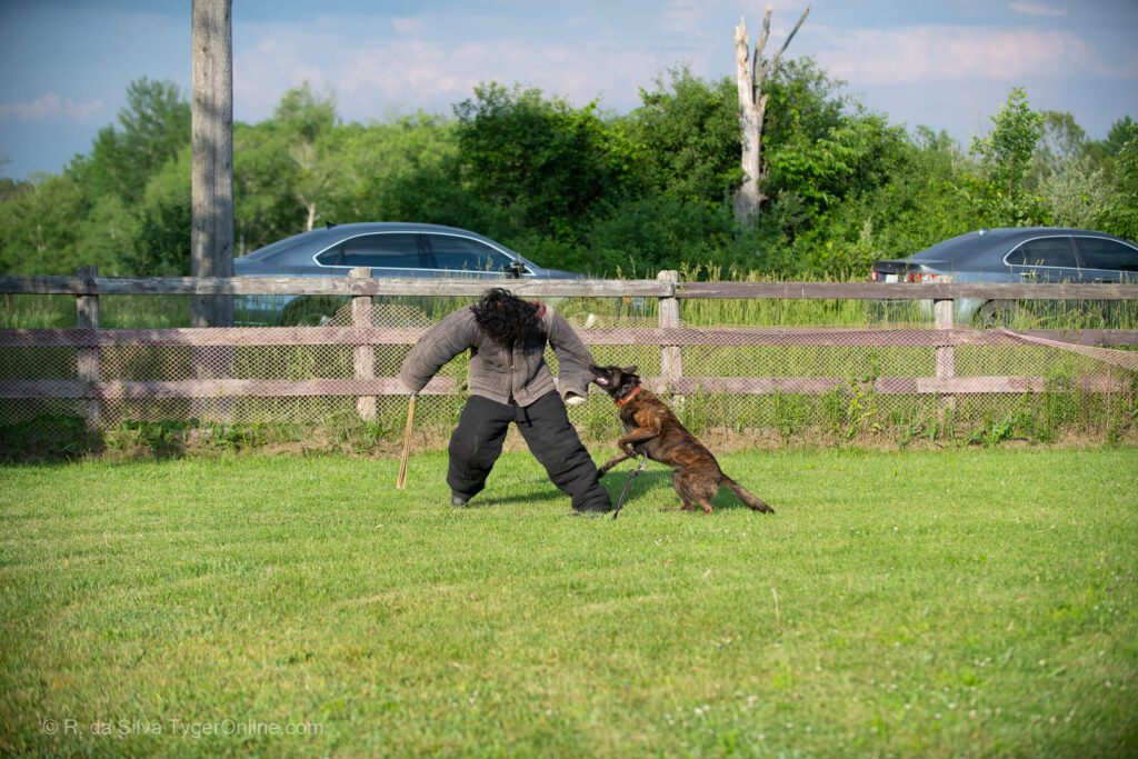 Toronto K9 Center Group Training Picture #5638