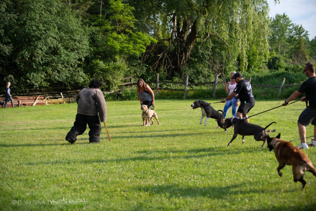 Toronto K9 Center Group Training Picture #5641