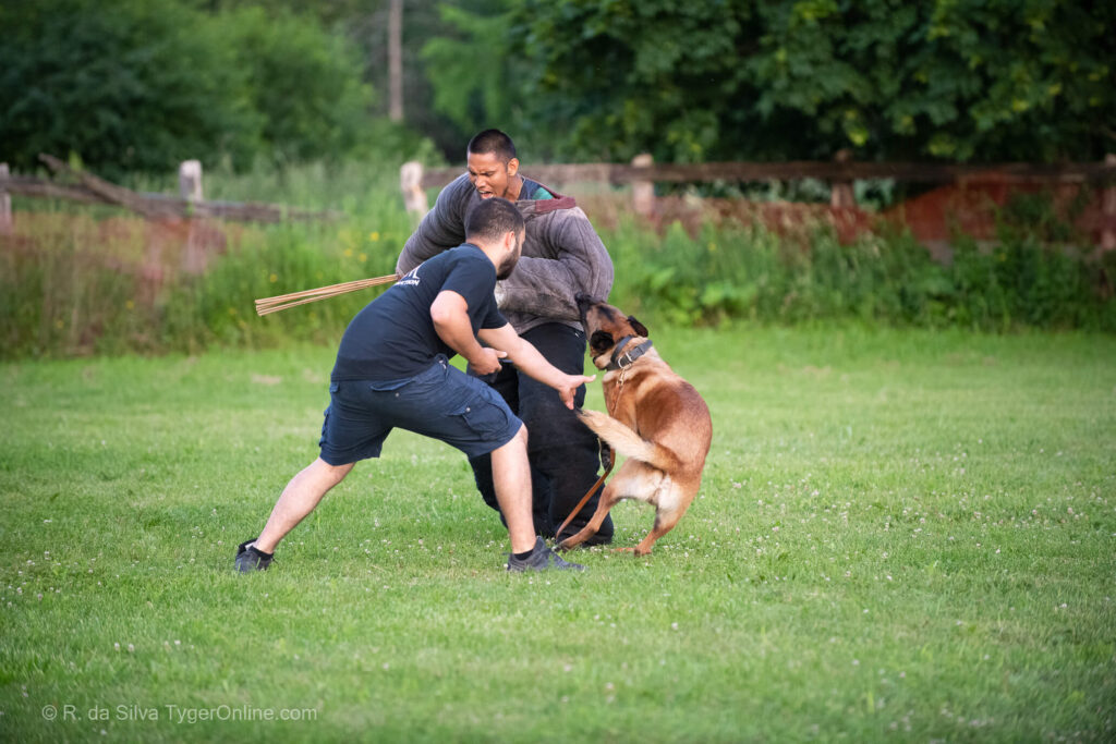 Toronto K9 Center Group Training Picture #6040