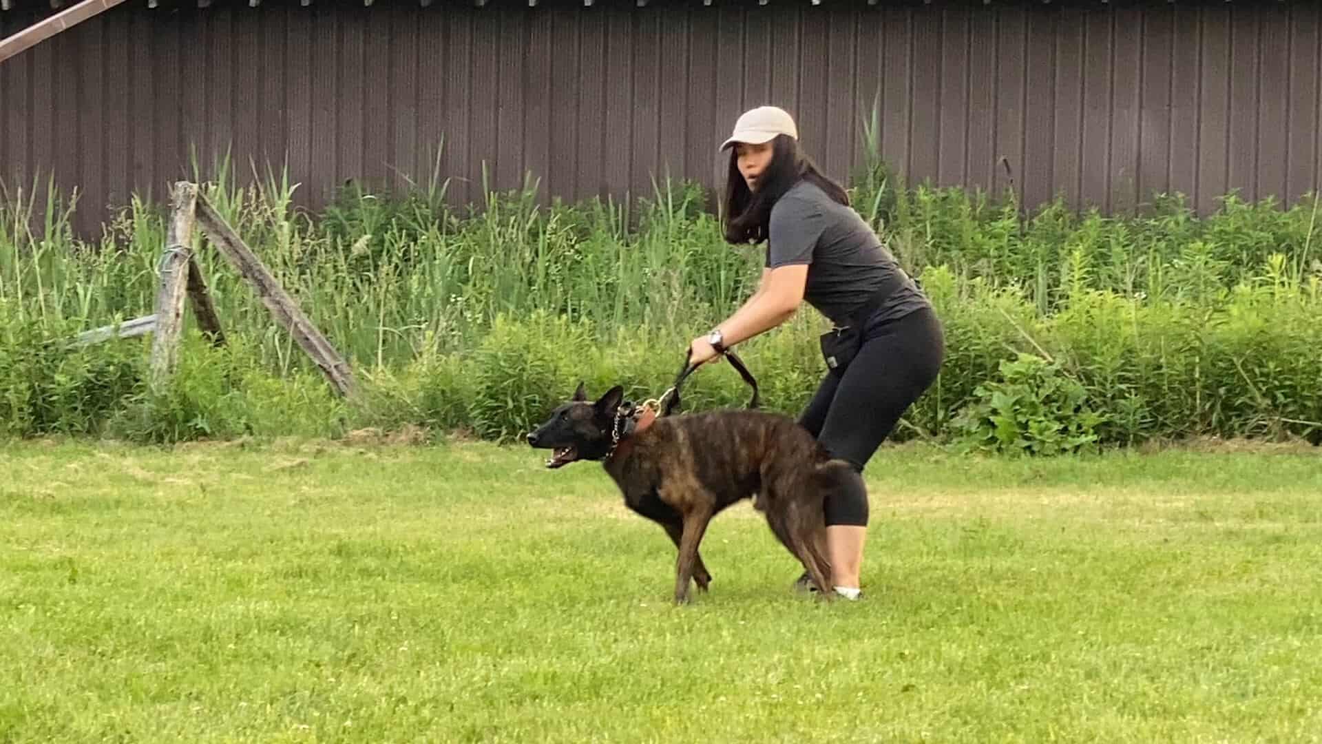 Toronto K9 Center Group Training Video Clip with a Dutch Shepherd named Shadow #0938