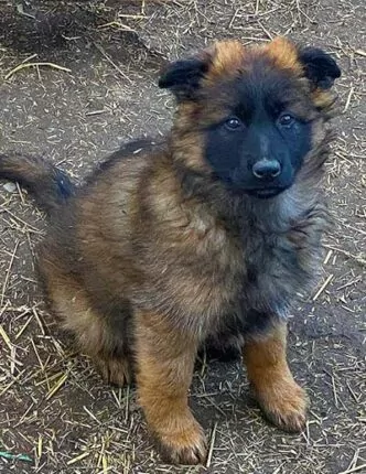 German Shepherd Puppy Metro Detroit Craigslist Pets Bohemian