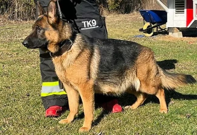 German Shepherd Puppies for Sale at TorontoK9Center - Mother, Dam