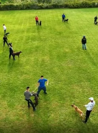A group of people with dogs on a grass field at Toronto K9 Center Training Grounds in Whitby Ontario.